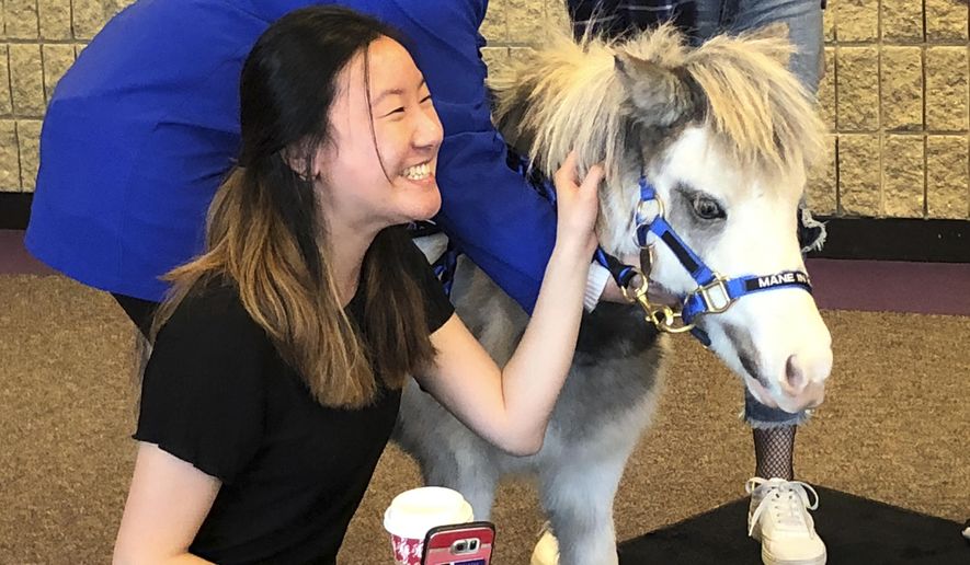 In this Dec. 10, 2018, photo, Stephanie Yaur, a freshman at Northwestern University, pets Hope, a miniature therapy horse visiting students as a way to help them de-stress during exams in Evanston, Ill. Therapy horses are helping Northwestern University de-stress during exams. The Chicago Sun-Times reports that this is the fourth year Mane in Heaven has brought miniature therapy horses to the Evanston campus. (Jenniffer Weigel/Chicago Sun-Times via AP)