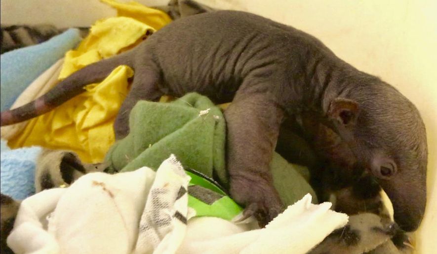This photo provided by the Cincinnati Zoo shows a baby tamandua. Zoo officials announced Dec. 24, 2018, that the pup was born to first-time mother Isla on Dec. 20, 2018. They say the baby tamandua needs to develop and won't make its public debut for another couple months. (Cincinnati Zoo via AP)