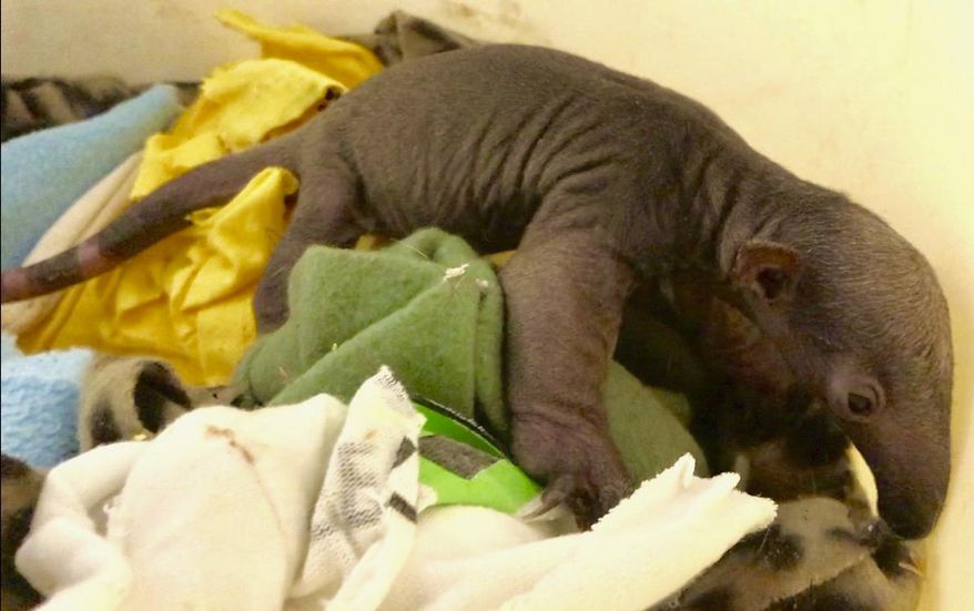 This photo provided by the Cincinnati Zoo shows a baby tamandua. Zoo officials announced Dec. 24, 2018, that the pup was born to first-time mother Isla on Dec. 20, 2018. They say the baby tamandua needs to develop and won't make its public debut for another couple months. (Cincinnati Zoo via AP)