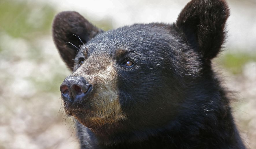 FILE - In this July 25, 2014, file photo, a black bear in captivity awaits handouts at the the Maine Wildlife Park in Gray, Maine. The state's growing bear population may lead officials to tweak regulations. The annual bear hunt has long been a source of conflict between animal lovers and hunters in Maine, in part because the state allows hunting with methods such as laying bait and chasing with hunting dogs. (AP Photo/Robert F. Bukaty, File)
