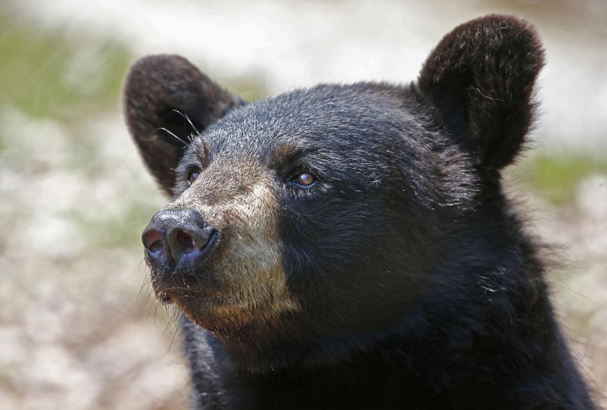 FILE - In this July 25, 2014, file photo, a black bear in captivity awaits handouts at the the Maine Wildlife Park in Gray, Maine. The state's growing bear population may lead officials to tweak regulations. The annual bear hunt has long been a source of conflict between animal lovers and hunters in Maine, in part because the state allows hunting with methods such as laying bait and chasing with hunting dogs. (AP Photo/Robert F. Bukaty, File)