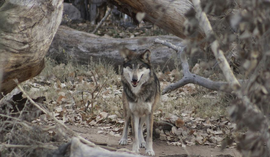 This Wednesday, Dec. 12, 2018, photo shows a Mexican gray wolf that is introduced at the ABQ BioPark in Albuquerque, N.M. The Albuquerque zoo said Thursday, Dec. 27, 2018, it received the wolf earlier this month from the Binder Zoo in Michigan, as part of an international recovery effort that includes breeding the endangered animals in captivity to ensure their genetic viability. The animal will be a mate for a 4-year-old female wolf already at the ABQ BioPark. (Tina Deines/ABQ BioPark via AP)
