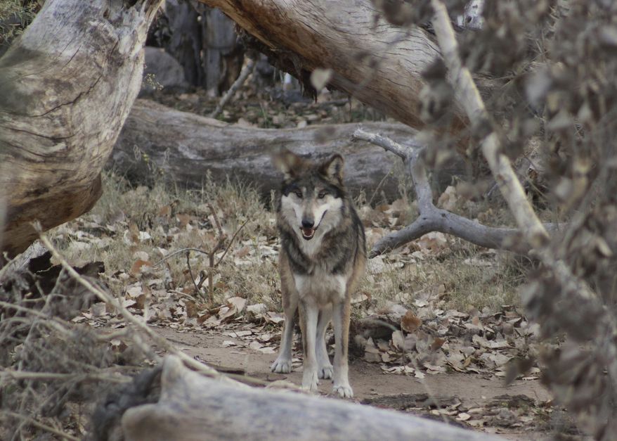 This Wednesday, Dec. 12, 2018, photo shows a Mexican gray wolf that is introduced at the ABQ BioPark in Albuquerque, N.M. The Albuquerque zoo said Thursday, Dec. 27, 2018, it received the wolf earlier this month from the Binder Zoo in Michigan, as part of an international recovery effort that includes breeding the endangered animals in captivity to ensure their genetic viability. The animal will be a mate for a 4-year-old female wolf already at the ABQ BioPark. (Tina Deines/ABQ BioPark via AP)