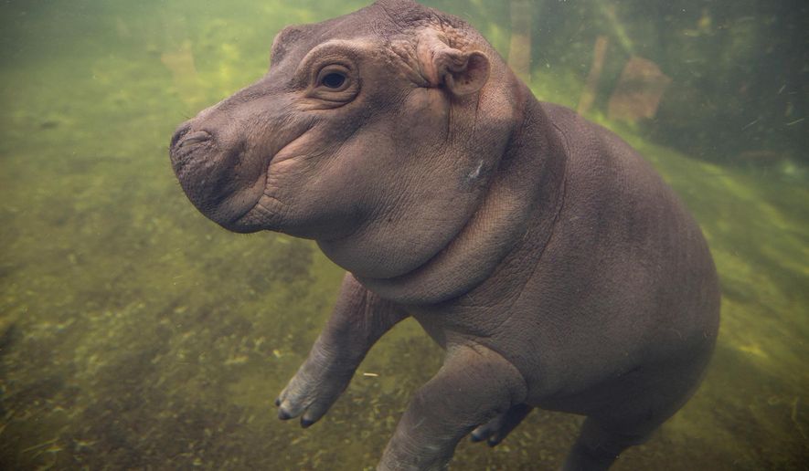 FILE - In this May 31, 2017 file photo, Fiona makes her debut to the media in Hippo Cove at the Cincinnati Zoo and Botanical Garden, in Cincinnati. The Cincinnati Zoo is celebrating another milestone for its famous premature baby hippo. The zoo said Wednesday, Dec. 26, 2018, that Fiona has hit 1,000 pounds (453.59 kilograms). (Liz Dufour/The Cincinnati Enquirer via AP, File)