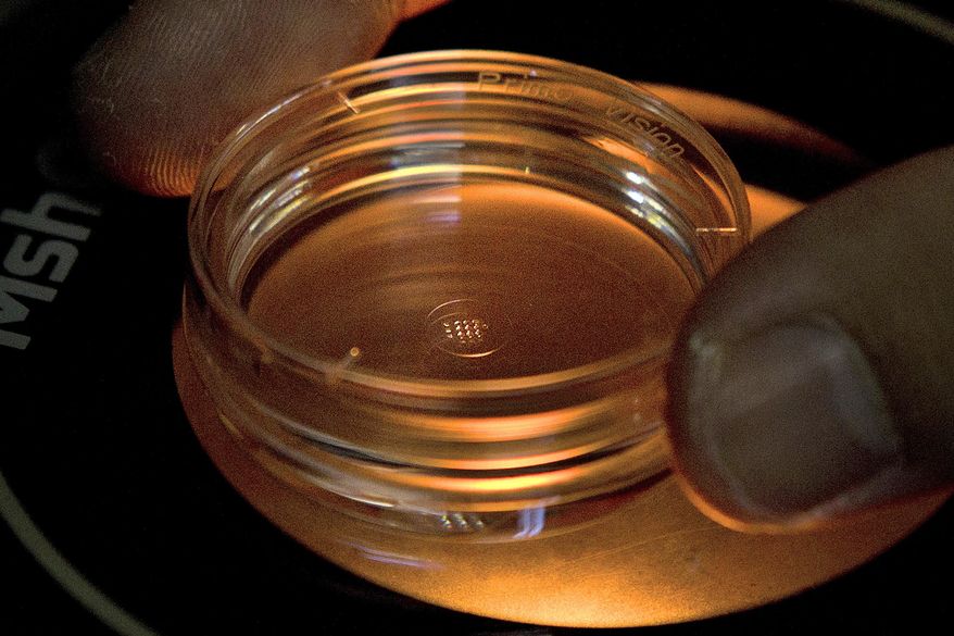 In this Oct. 9, 2018 photo, an embryologist adjusts a microplate containing embryos that were injected with gene-editing components in a laboratory in Shenzhen in southern China's Guangdong province. Most Americans say it would be OK to change the DNA of babies before they're born to protect them from a variety of diseases _ but a December 2018 poll shows they'd draw the line at gene editing to create children who are smarter, faster or taller. (AP Photo/Mark Schiefelbein)