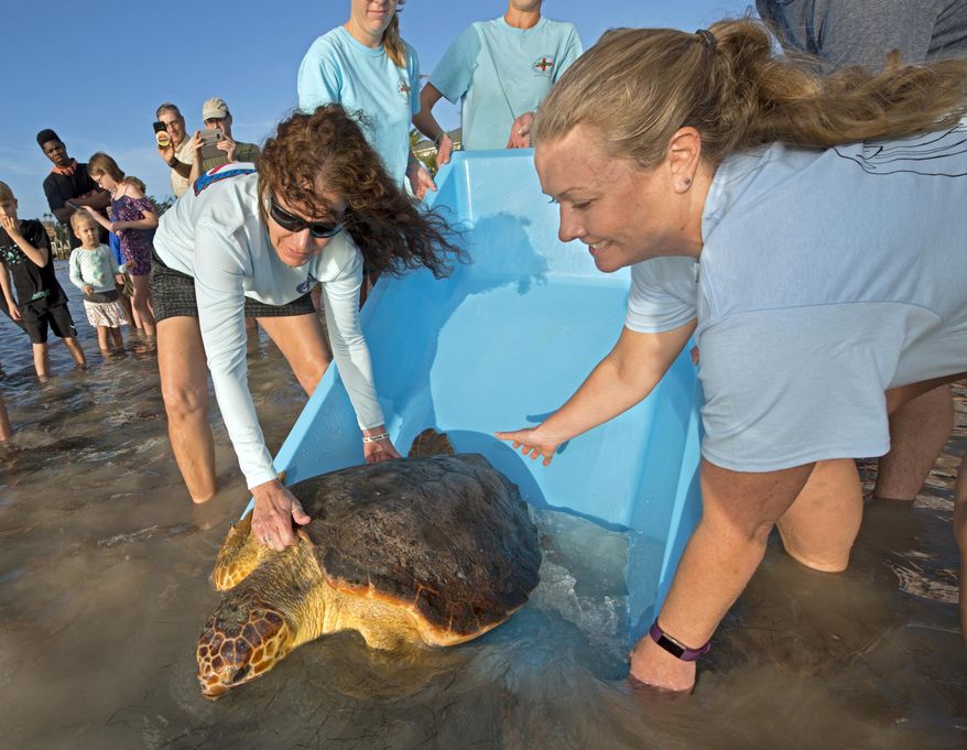 In this photo provided by the Florida Keys News Bureau, Bette Zirkelbach, left, and Dr. Brooke Burkhalter, release "Shelmore," a subadult loggerhead sea turtle, off the Florida Keys at the Islander Resort in Islamorada, Fla., Saturday, Dec. 29, 2018. During a Sept. 25 surgery at the Keys-based Turtle Hospital Burkhalter had surgically removed a goldspotted eel from the reptile's body cavity. Though the 112-pound turtle was not expected to live, it recovered. (Andy Newman/Florida Keys News Bureau via AP)