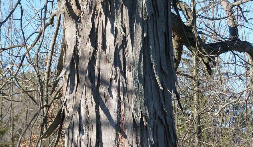 This undated photo shows shagbark hickory bark in New Paltz, N.Y. Bark of the aptly named shagbark hickory tree decoratively peels away in shaggy strips to liven up the winter landscape. (Lee Reich via AP)