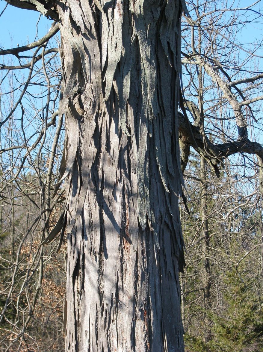 This undated photo shows shagbark hickory bark in New Paltz, N.Y. Bark of the aptly named shagbark hickory tree decoratively peels away in shaggy strips to liven up the winter landscape. (Lee Reich via AP)