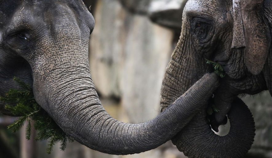 Two Asian Elephants eat Christmas trees at Tierpark zoo in Berlin, Friday, Jan. 4, 2019. Vendors donate not sold Christmas trees to the zoo after Christmas to feed the trees to animals. (AP Photo/Markus Schreiber)