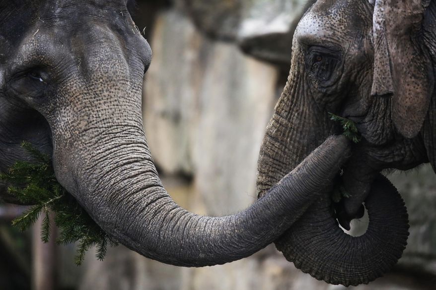 Two Asian Elephants eat Christmas trees at Tierpark zoo in Berlin, Friday, Jan. 4, 2019. Vendors donate not sold Christmas trees to the zoo after Christmas to feed the trees to animals. (AP Photo/Markus Schreiber)