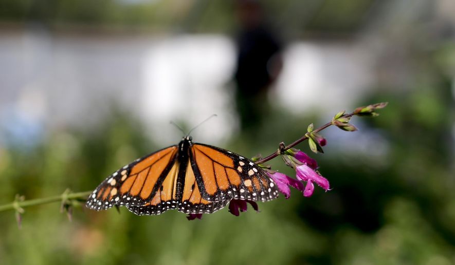 FILE- In this Aug. 19, 2015 photo, Tom Merriman stands behind a monarch in his butterfly atrium at his nursery in Vista, Calif. Researchers with an environmental group are labeling as "disturbingly low" the number of western monarch butterflies that migrate along the California coast. A recent count by the Xerces Society recorded fewer than 30,000 butterflies, which it says is an 86 percent decline since 2017. (AP Photo/Gregory Bull, File)