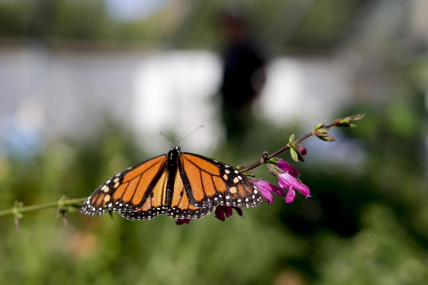 FILE- In this Aug. 19, 2015 photo, Tom Merriman stands behind a monarch in his butterfly atrium at his nursery in Vista, Calif. Researchers with an environmental group are labeling as "disturbingly low" the number of western monarch butterflies that migrate along the California coast. A recent count by the Xerces Society recorded fewer than 30,000 butterflies, which it says is an 86 percent decline since 2017. (AP Photo/Gregory Bull, File)