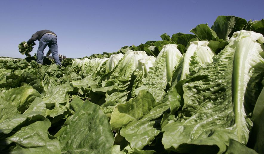 FILE - In this Aug. 16, 2007 file photo, a worker harvests romaine lettuce in Salinas, Calif. U.S. health officials are declaring an end to a food poisoning outbreak blamed on romaine lettuce from California. (AP Photo/Paul Sakuma, File)