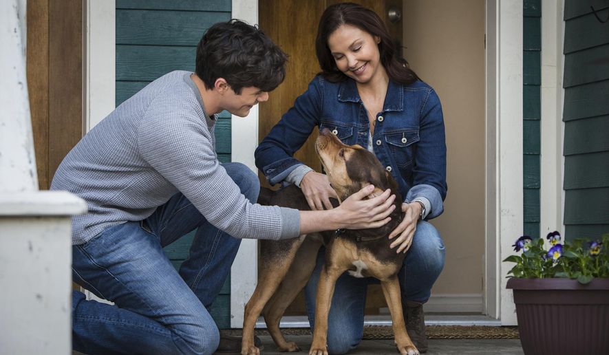 This image released by Sony Pictures shows Jonah Hauer King, left, and Ashley Judd, with dog Shelby, portraying Bella, in a scene from Columbia Pictures' "A Dog's Way Home. (James Dittiger/Columbia Pictures - Sony via AP)