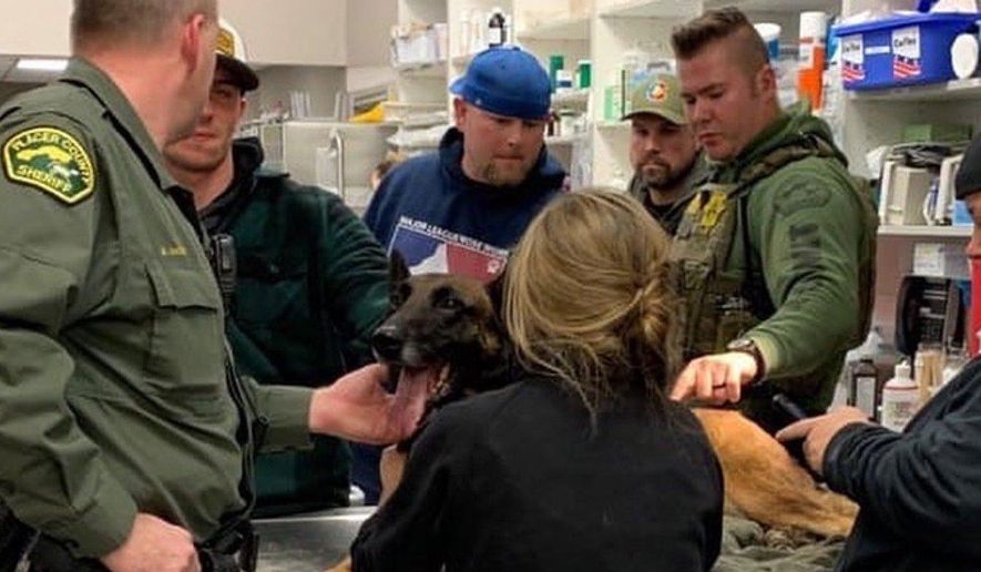 This Tuesday night, Jan. 15, 2019, photo released by the Placer County Sheriff's Office shows officers with their K9's Eros, who was shot while apprehending a wanted suspect in Roseville, Calif. Eros was rushed to the veterinarian for treatment and is currently resting, and he is expected to make a full recovery. Deputies killed a gunman on a highway off-ramp in California after he shot a few people in different locations, killing a 93 year-old woman, and injured the police dog during a gunbattle with officers, authorities said Wednesday. (Angela Musallam/Placer County Sheriff's Office via AP)