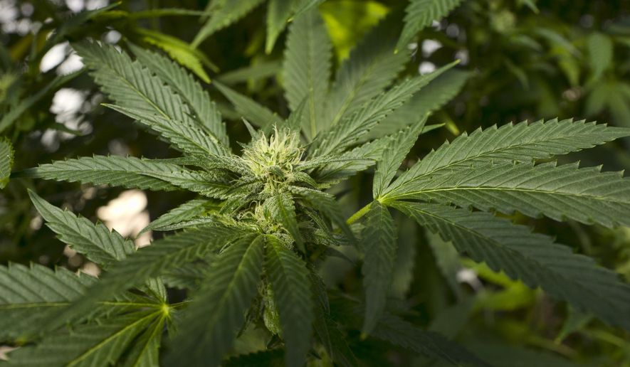 This Sept. 11, 2018, file photo shows a marijuana plant in the coastal mountain range of San Luis Obispo, Calif. (AP Photo/Richard Vogel, File)