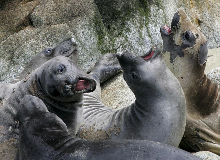 In this May 12, 2005, file photo, a herd of elephant seals lounges in a slumbering pile in a sandy cove on the Southeast Farallon Island at the Farallon Islands National Refuge, Calif. (AP Photo/Eric Risberg, File)