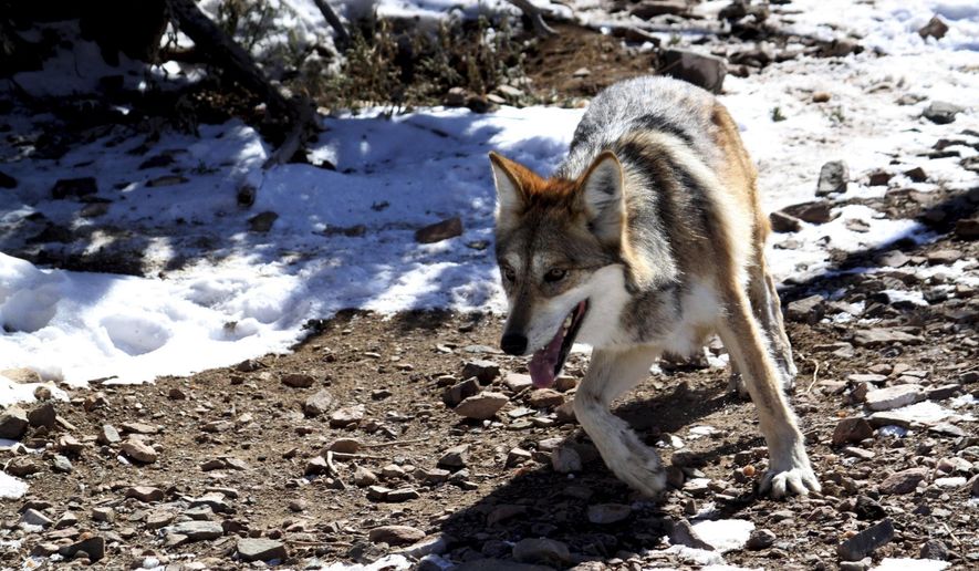 In this Dec. 7, 2011, file photo, a female Mexican gray wolf at the Sevilleta National Wildlife Refuge in central N.M. Environmental research projects on everything from endangered animals to air and water quality are being delayed and disrupted by the monthlong partial federal government shutdown — and not just those conducted by government agencies. (AP Photo/Susan Montoya Bryan, File)