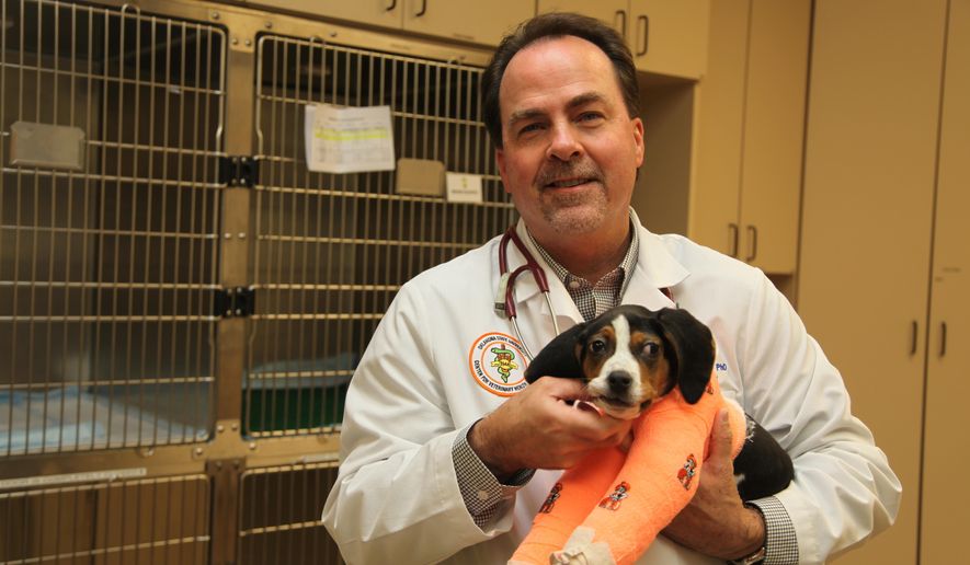 In this Jan. 23, 2019 photo provided by Oklahoma State University. Dr. Erik Clary holds a puppy named Milo in Stillwater, Okla. Milo, born with his front paws facing up instead of down and unable to walk, is recovering after surgery at Oklahoma State University's Center for Veterinary Health Sciences. (Derinda Blakeney/Oklahoma State University via AP)