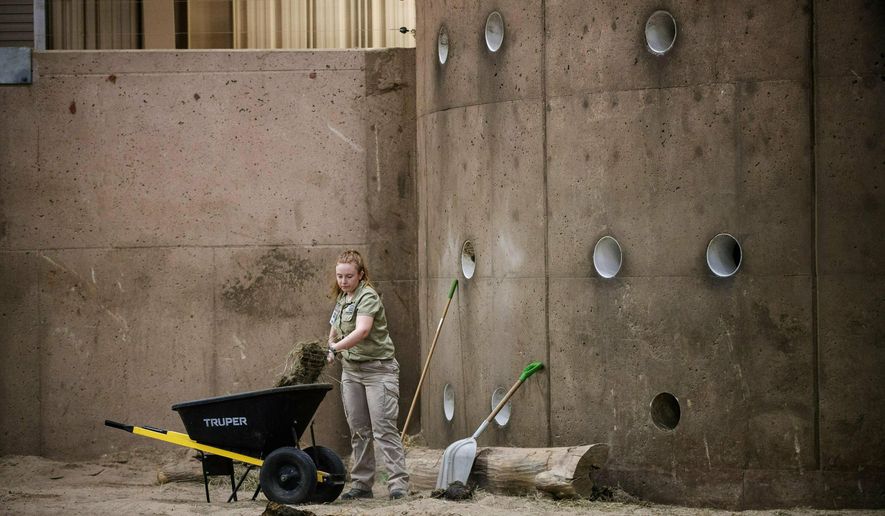 In this Tuesday, Jan 15, 2019 photo, Intern Audrey Lash cleans up dung in the elephant herd room at Henry Doorly Zoo and Aquarium in Omaha, Neb. At the zoo, managing animal waste is a nonstop battle. It's one that requires heavy lifting, long hours and a smart plan, one that took decades to evolve .(Ryan Soderlin/Omaha World-Herald via AP)