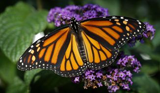 FILE - In this Sept. 17, 2018 file photo, a monarch butterfly rests on a flower in Urbandale, Iowa. Something catastrophically wrong happened in 2018 to monarch butterflies. Idaho wildlife biologist Ross Winton spent years working with monarch butterflies. With the help of volunteers, he would carefully put a tiny tag the size of a paper hole punch on about 30 to 50 of the iconic insects each summer in the Magic Valley. Then during the summer of 2018 he could only find two to tag. (AP Photo/Charlie Neibergall, File)