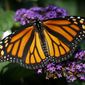 FILE - In this Sept. 17, 2018 file photo, a monarch butterfly rests on a flower in Urbandale, Iowa. Something catastrophically wrong happened in 2018 to monarch butterflies. Idaho wildlife biologist Ross Winton spent years working with monarch butterflies. With the help of volunteers, he would carefully put a tiny tag the size of a paper hole punch on about 30 to 50 of the iconic insects each summer in the Magic Valley. Then during the summer of 2018 he could only find two to tag. (AP Photo/Charlie Neibergall, File)