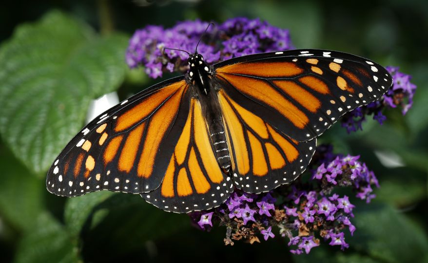 FILE - In this Sept. 17, 2018 file photo, a monarch butterfly rests on a flower in Urbandale, Iowa. Something catastrophically wrong happened in 2018 to monarch butterflies. Idaho wildlife biologist Ross Winton spent years working with monarch butterflies. With the help of volunteers, he would carefully put a tiny tag the size of a paper hole punch on about 30 to 50 of the iconic insects each summer in the Magic Valley. Then during the summer of 2018 he could only find two to tag. (AP Photo/Charlie Neibergall, File)