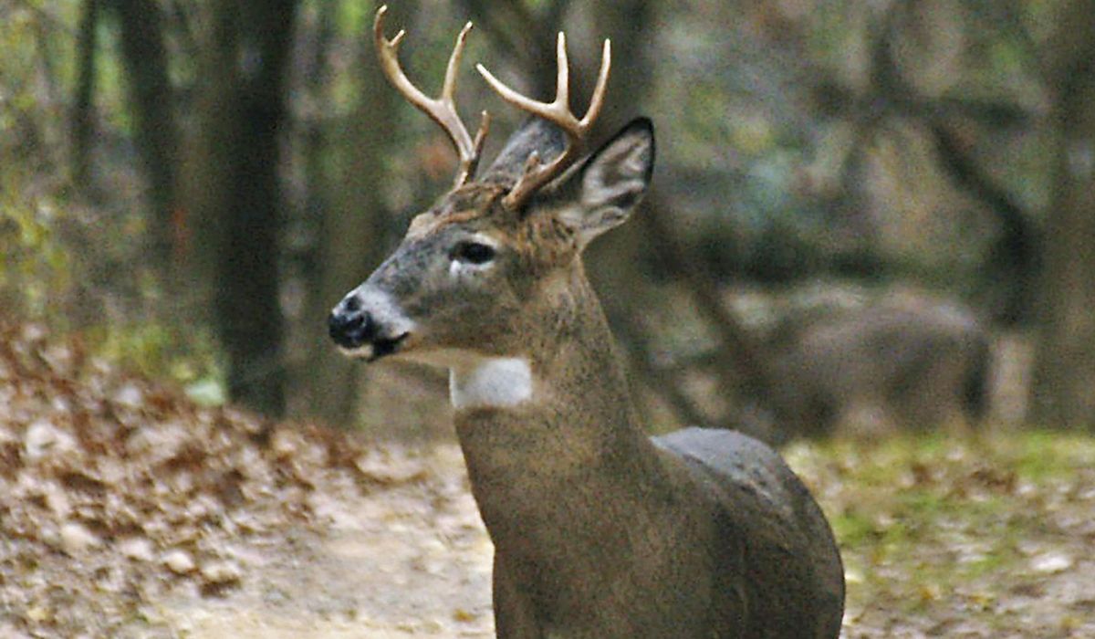 NextImg:Deer caught on surveillance camera perusing the offerings of Washington candy store