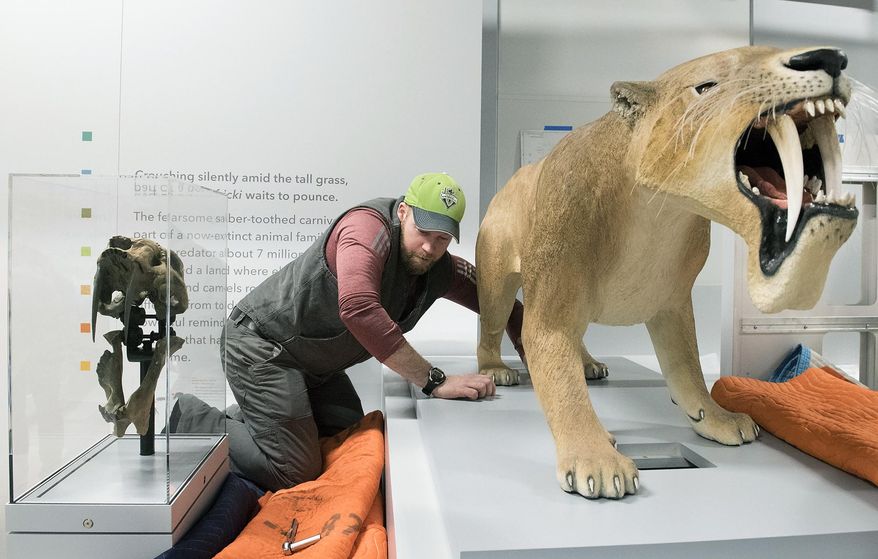 In this Jan. 23, 2019 photo, Christian Leach, with exhibit creator Pacific Studio, fastens the paws of a saber-toothed cat while installing exhibits in the new "Cherish Nebraska" project on the soon-to-open fourth floor of Morrill Hall in Lincoln, Neb. (Gwyneth Roberts/Lincoln Journal Star via AP)