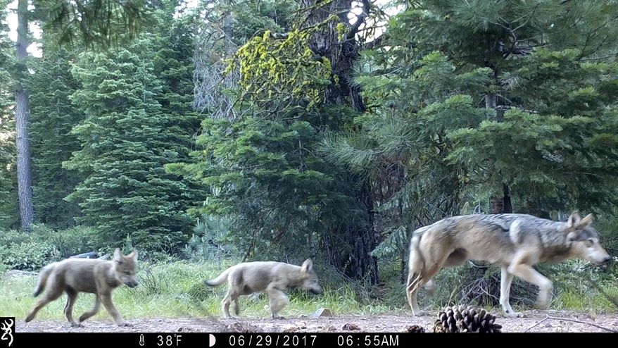FILE - This June 29, 2017, remote camera image released by the U.S. Forest Service shows a female gray wolf and two of the three pups born in 2017 in the wilds of Lassen National Forest in Northern California. A California judge has upheld protection for gray wolves under the state's Endangered Species Act, rejecting a challenge from ranchers and farmers. The judge in San Diego ruled Monday, Jan. 28, 2019 that California was right when it listed wolves as endangered in 2014. (U.S. Forest Service via AP, File)