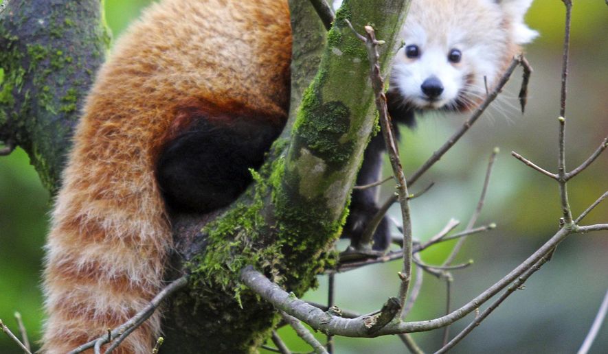 This undated photo issued by Belfast Zoo, Northern Ireland, shows a red panda on the zoo premises. Officials say a rare red panda has gone missing from Belfast Zoo in Northern Ireland on Sunday. Belfast City Council officials said Monday Jan. 28, 2019, the animal is not considered dangerous but warned the public not to approach it if it is spotted. (Belfast Zoo via AP)
