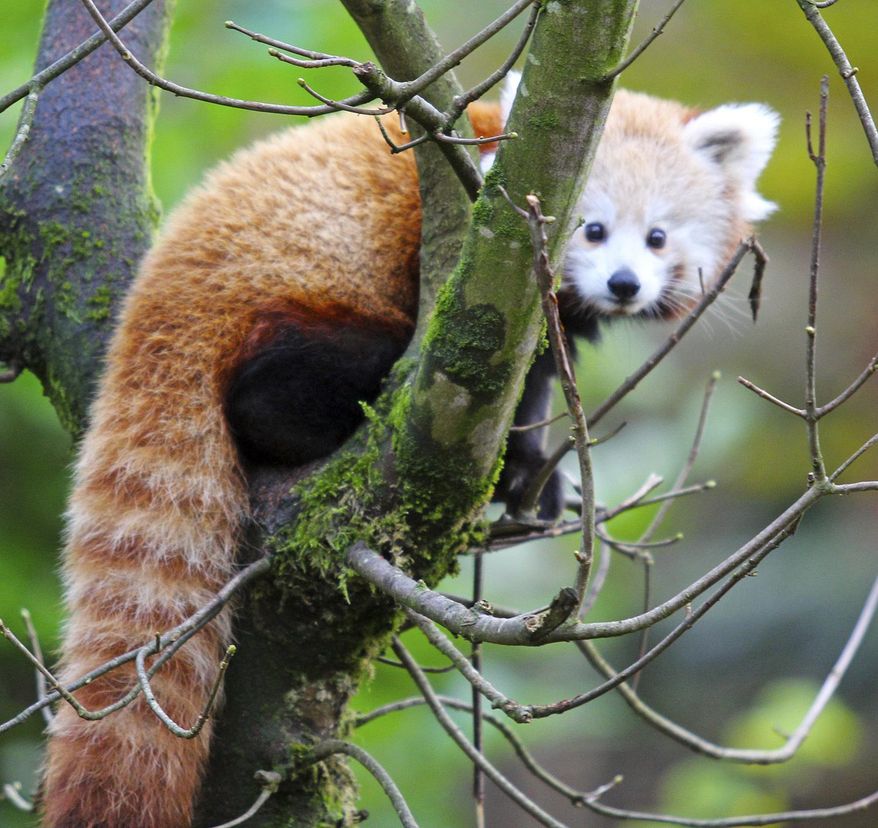 This undated photo issued by Belfast Zoo, Northern Ireland, shows a red panda on the zoo premises. Officials say a rare red panda has gone missing from Belfast Zoo in Northern Ireland on Sunday. Belfast City Council officials said Monday Jan. 28, 2019, the animal is not considered dangerous but warned the public not to approach it if it is spotted. (Belfast Zoo via AP)
