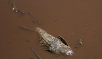 A dead fish floats in the Paraopeba River, full of mud that was released by the collapse of a mining company dam near a community of the Pataxo Ha-ha-hae indigenous people in Brumadinho, Brazil, Tuesday, Jan. 29, 2019. Mining giant Vale representatives insisted that the slow-moving mud spreading down the Paraopeba River following the Jan. 25 collapse is composed mostly of silica, or sand, and is non-toxic, but environmental groups contend the iron ore mine waste contains high levels of iron oxide that could cause irreversible damage. (AP Photo/Leo Correa)