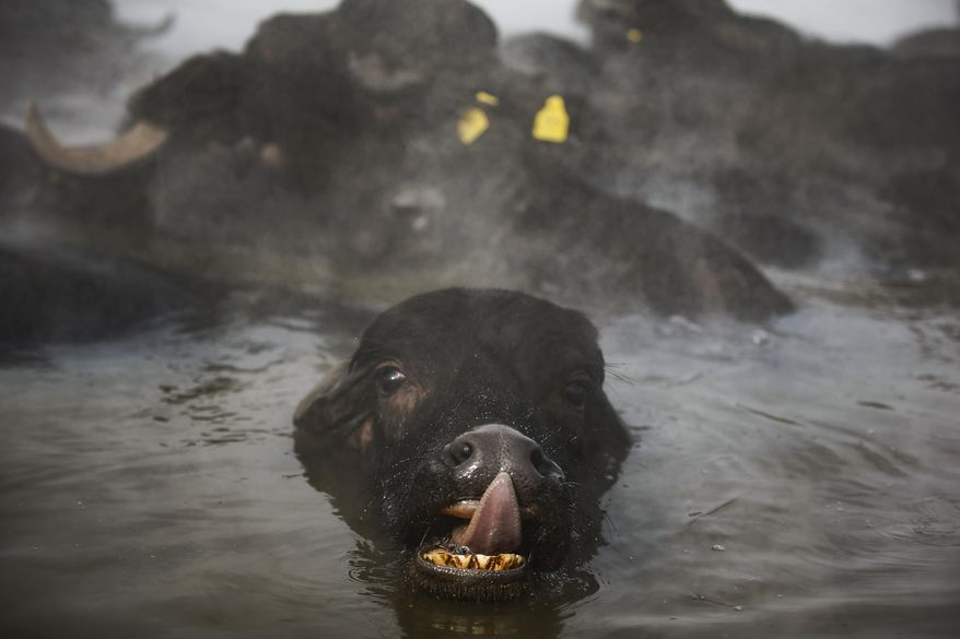 In this Thursday, Jan. 24, 2019 photo, water buffaloes bathe in a hot spring near the village of Budakli, in the mountainous Bitlis province of southeastern Turkey. Residents of the village with some 60 homes walk hundreds of buffaloes up snow-covered roads to the geothermal springs in the winter. Villagers say the hot springs heal buffaloes' wounds, alleviate discomfort in their breasts and make quality milk. The village's main source of income is cheese, butter and milk from the buffaloes. (AP Photo/Emrah Gurel)