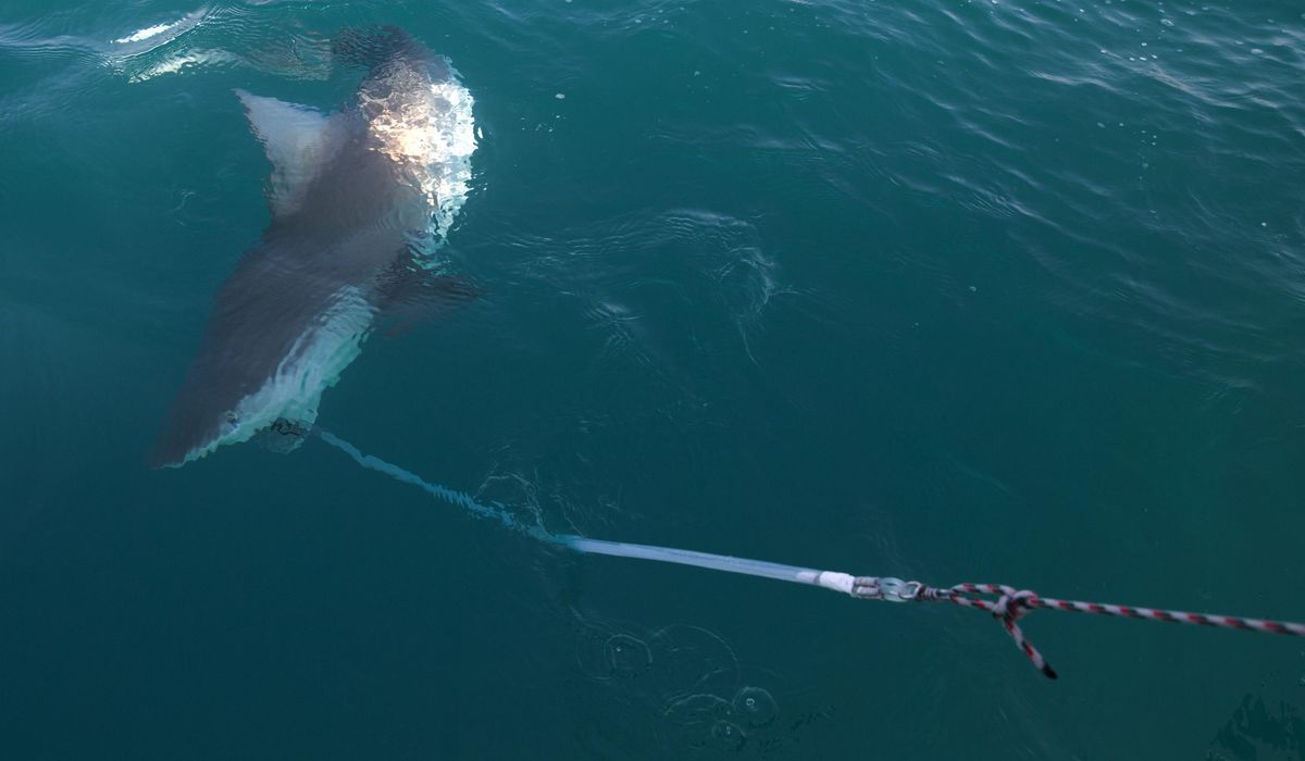 NextImg:Remains of missing Argentine man found in stomach of captured shark