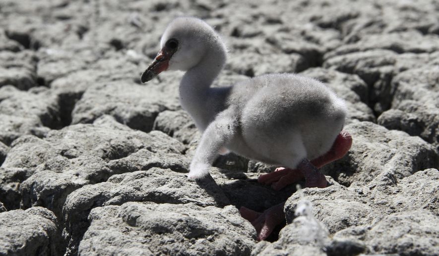 In this photo taken on Sunday, Jan. 27, 2019, a newly born flamingo chick struggles to walk on a dried out dam in Kimberley, South Africa. A special airlift for thousands of baby flamingos is under way in South Africa as drought has put their breeding ground in peril. A reservoir that hosts one of southern Africa's largest flamingo populations is drying up. (AP Photo)