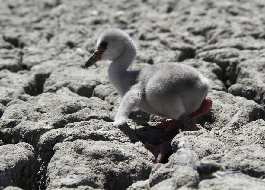 In this photo taken on Sunday, Jan. 27, 2019, a newly born flamingo chick struggles to walk on a dried out dam in Kimberley, South Africa. A special airlift for thousands of baby flamingos is under way in South Africa as drought has put their breeding ground in peril. A reservoir that hosts one of southern Africa's largest flamingo populations is drying up. (AP Photo)