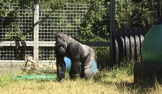 FILE - In this 2016 photo provided by the Cincinnati Zoo and Botanical Garden,  Ndume stands in The Gorilla Foundation&#x27;s preserve in California&#x27;s Santa Cruz mountains.  A federal judge in San Francisco has ruled the male silverback gorilla loaned to a California group in 1991 as a possible mate for Koko, the gorilla who learned sign language, must be returned to a Cincinnati zoo. District Judge Richard Seeborg’s ruling Friday, Feb. 1, 2019,  says a 2015 agreement between the Cincinnati Zoo &amp;amp; Botanical Garden and Gorilla Foundation to return Ndume after Koko’s death must be enforced. Koko died in June at age 46.  (Ron Evans/Cincinnati Zoo and Botanical Garden via AP)