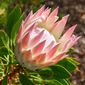 The King Protea, known for its colorful, crown-like appearance, is South Africa&#39;s national flower. It is said to symbolize change and hope. (Photo credit: Shutterstock)