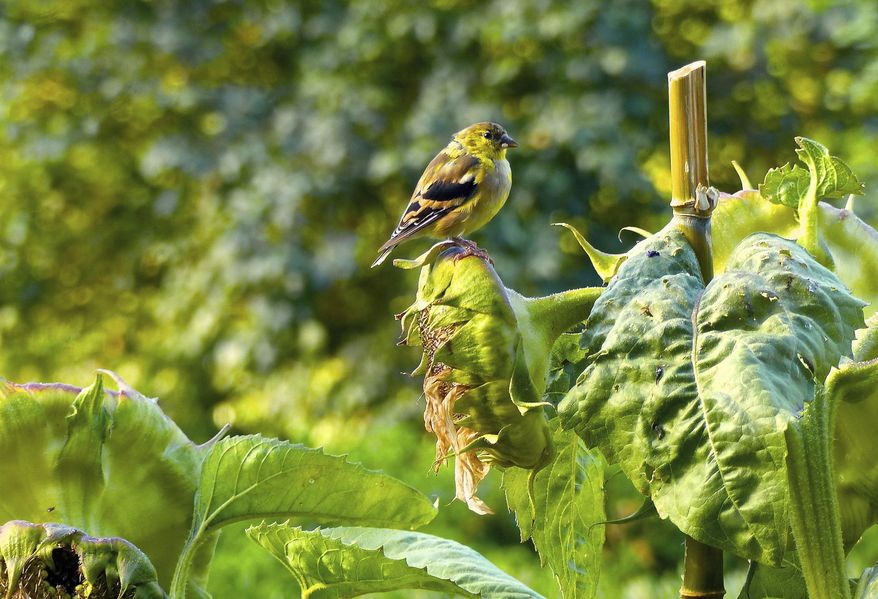 This Aug. 16, 2015 photo taken near Langley, Wash., shows a Goldfinch perched on a seed-filled sunflower head just a few feet from a window bird feeder. Birds are more likely to come to bird feeders if there is some cover nearby. They'll be able to dodge back into the safety of the plants if predators show up. (Dean Fosdick via AP)