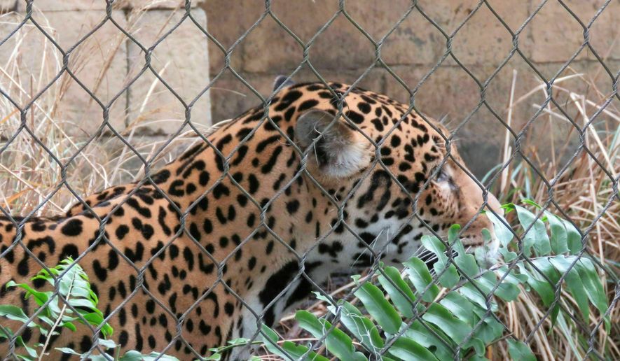 Valerio, a 3-year-old jaguar, explores his revamped and reinforced habitat at the Audubon Zoo in New Orleans on Tuesday, Feb. 5, 2019. Tuesday was the first time Valerio has been out in public view since July 15, when he escaped before zookeepers arrived. The adolescent jaguar killed nine animals before he was tranquilized and recaptured. (AP Photo/Janet McConnaughey)