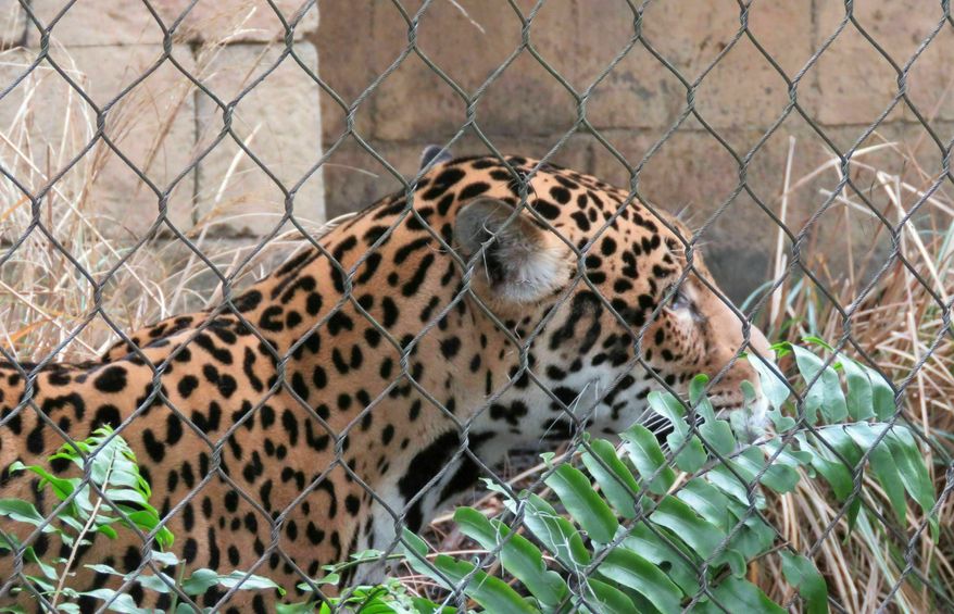 Valerio, a 3-year-old jaguar, explores his revamped and reinforced habitat at the Audubon Zoo in New Orleans on Tuesday, Feb. 5, 2019. Tuesday was the first time Valerio has been out in public view since July 15, when he escaped before zookeepers arrived. The adolescent jaguar killed nine animals before he was tranquilized and recaptured. (AP Photo/Janet McConnaughey)