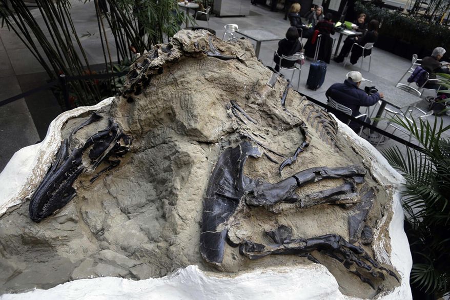 FILE - In this Nov. 14, 2013 file photo, one of two "dueling dinosaur" fossils is displayed in New York. Ownership of two fossilized dinosaur skeletons found on a Montana ranch in 2006 are the subject of a legal battle over whether they are part of a property's surface rights or mineral rights. The 9th U.S. Circuit Court of Appeals issued a split decision saying fossils are minerals under mineral rights laws. The 2019 Montana Legislature is considering a bill to clarify that fossils are part of the surface rights. (AP Photo/Seth Wenig, File)