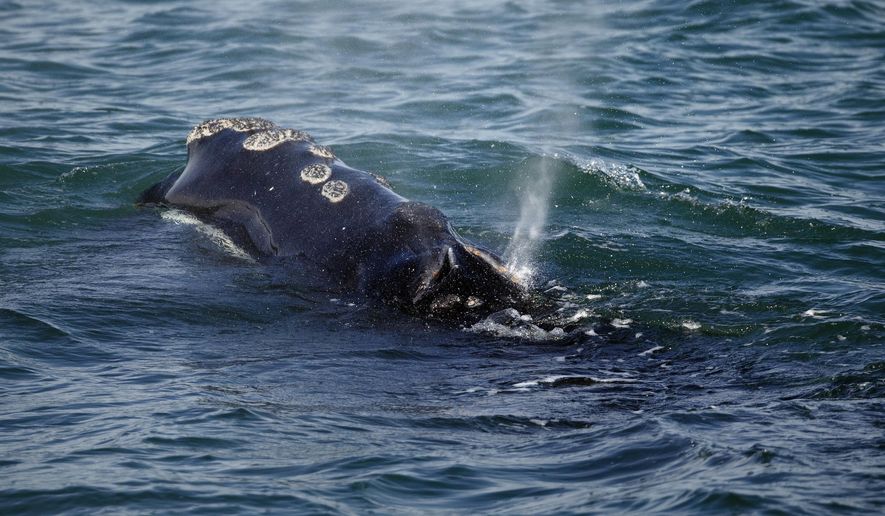 FILE - In this March 28, 2018 file photo, a North Atlantic right whale feeds on the surface of Cape Cod bay off the coast of Plymouth, Mass. Interstate fishing managers are starting the process of trying to reduce the amount of lobster fishing gear off the East Coast in an attempt to help save a declining species of the rare whale. The Atlantic States Marine Fisheries Commission announced on Wednesday, Feb. 6, 2019, that it will consider options designed to reduce vertical lobster fishing lines in the water by as much as 40 percent. (AP Photo/Michael Dwyer, File)