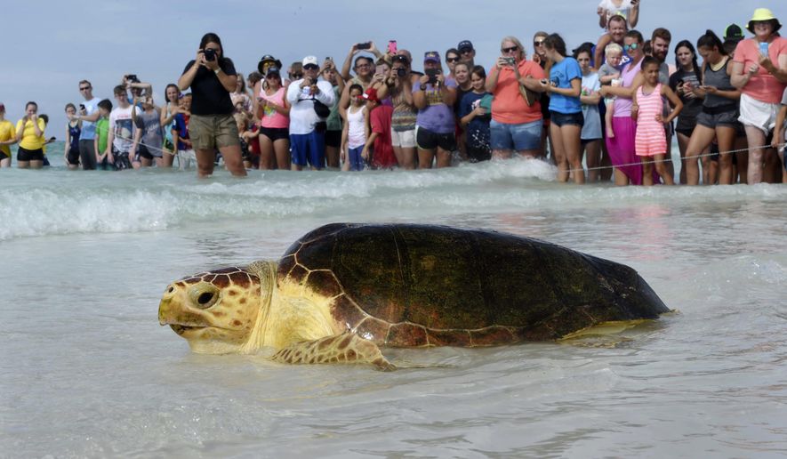 FILE - In this June 28, 2017 file photo, a loggerhead sea turtle makes its way back into the Gulf of Mexico after being treated and rehabilitated as a crowd watches on the beach at Henderson Beach State Park in Destin, Fla. Wildlife officials say sea turtles consistently nested on Florida beaches in 2018, in spite of lingering algae blooms that killed marine life and tropical storms that washed out habitat. The Florida Fish and Wildlife Conservation Commission’s Fish and Wildlife Research Institute posted the statewide nesting totals on Tuesday, Feb. 12, 2019. More than 91,400 loggerhead nests were found, about 5,000 fewer than in the previous year. (Devon Ravine/Northwest Florida Daily News via AP, File)