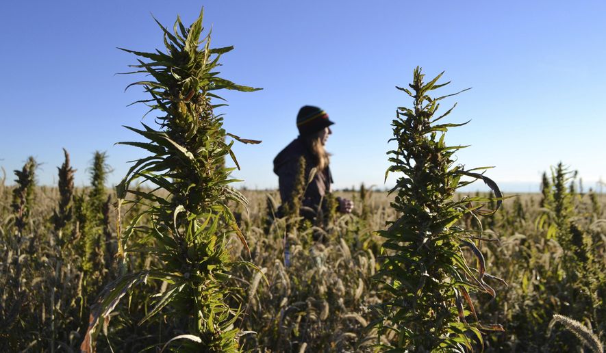 FILE - In this Oct. 5, 2013 file photo, a woman stands in a hemp field at a farm in Springfield, Colo. On Tuesday, Feb. 12, 2019, a hearing was held at the State Capitol in Lincoln, Neb., on a bill that would open the market to grow and harvest hemp in Nebraska, two months after President Donald Trump signed a law to legalize hemp. (AP Photo/P. Solomon Banda)