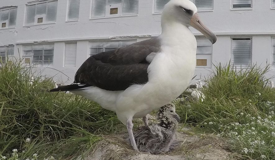 In this 2018 photo provided by the U.S. Fish and Wildlife Service is Wisdom, the world's oldest known breeding bird with a chick sits in a nest at the Midway Atoll National Wildlife Refuge and Battle of Midway National Memorial. Federal wildlife officials say the world's oldest known wild bird has become a mother again at Midway Atoll National Wildlife Refuge. The Honolulu Star-Advertiser reports the Laysan albatross named Wisdom hatched a chick earlier this month at the remote atoll northwest of Hawaii. U.S. Fish and Wildlife Service officials say Wisdom is at least 68 years old and has raised at least 31 chicks. (Bob Peyton/U.S. Fish and Wildlife Service via AP)