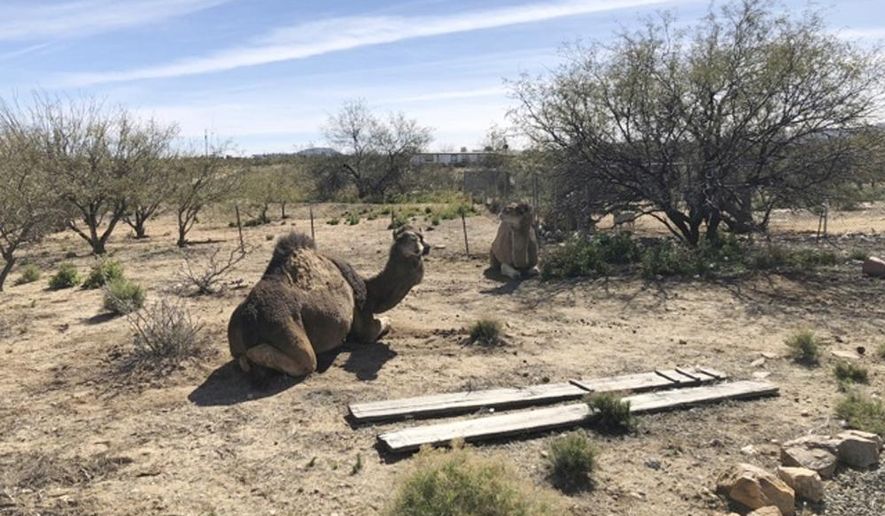 In this image provided by the Pima County Sheriff's Office, two camels sit on Tuesday, Feb. 12, 2019 in Sahuarita, Ariz. Deputies were called to a residence in the town of Sahuarita around 7 p.m. Monday and found the camels roaming a front yard. They have since been returned home. (Pima County Sheriff's Office via AP)