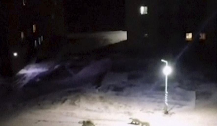 In this image taken from video, a mother polar polar bear and two cubs walk across the courtyard of a residential block, Monday, Feb. 11, 2019, in Belushya Guba, Novaya Zemlya, Russia. Russian wildlife specialists are heading to the Arctic archipelago to try to resolve why the polar bears have moved into the area. More than 50 bears have been spotted in the archipelago’s main town of Belushya Guba. (@muah_irinaelis via AP)