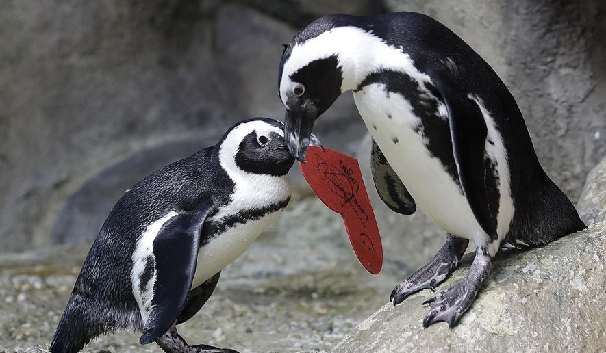 An African penguin carries a heart shaped valentine handed out by aquarium biologist Piper Dwight to its nest at the California Academy of Sciences in San Francisco, Tuesday, Feb. 12, 2019. The hearts were handed out to the penguins who naturally use similar material to build nests in the wild. (AP Photo/Jeff Chiu)